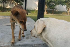 Labrador Shares Food With Street Dog | Dogs Playing In Park | Feed The Speechless Animals |