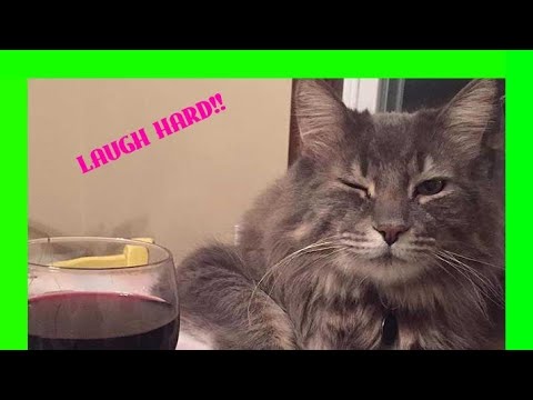 Laugh HARD? Watching Funny Animals Compilation Funniest Animals Vines 2019