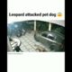 Leopard attacked pet dog ! Dangerous animal fighting! Dog vs Leopard