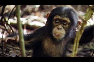 Lil' King of the Swingers | Amazing Animal Babies | Chimps (Ep 8) | Earth Unplugged