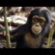 Lil' King of the Swingers | Amazing Animal Babies | Chimps (Ep 8) | Earth Unplugged