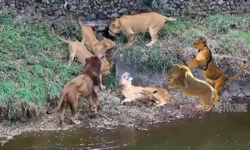 Lion Fighting Lion