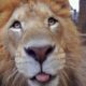 Lion Loves His Pet Wiener Puppy Dog | Love Nature