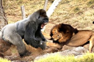 Lion vs Gorilla Craziest Animals Fights - Gorilla VS Lion