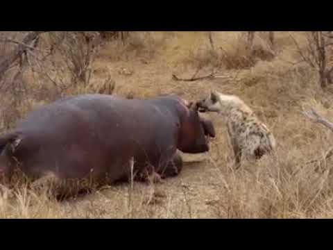 Lion vs Hyna fight action | who is won this fight | Animals fight