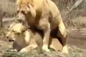 Lions Fight Lioness vs Lion Best animals fights with wild 2016 animals lion tiger bear attack