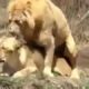 Lions Fight Lioness vs Lion Best animals fights with wild 2016 animals lion tiger bear attack