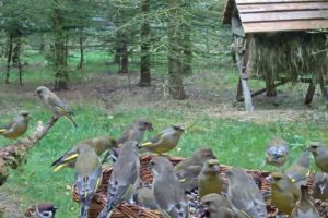 Live Animal / Bird Cam - Czech Republic (Jays, woodpeckers, squirrels)
