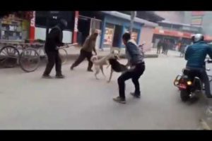 Live Dog Fight Till Death | No one could separate them | Animal Fight All time