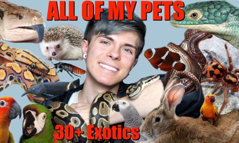 MEET ALL OF MY PETS! (Over 30 Exotic Animals) 2018 | Tyler Rugge