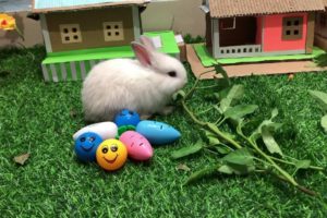 MY RABBITS PLAYING SO HAPPY-YOU CREATOR SA