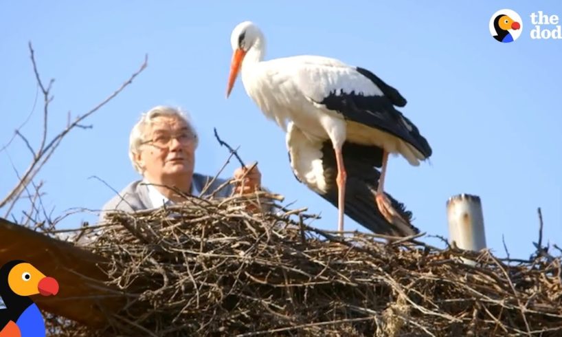 Man Does Everything For His Rescued Stork -  KLEPETAN & MALENA | The Dodo