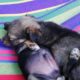 Meditation for Good Sleep and Relaxation-Focus on the Cute Puppies