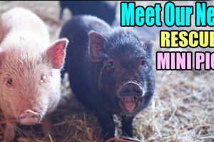 Meet Our New Rescued Mini Pigs! RESCUED FROM AUCTION *SO CUTE*