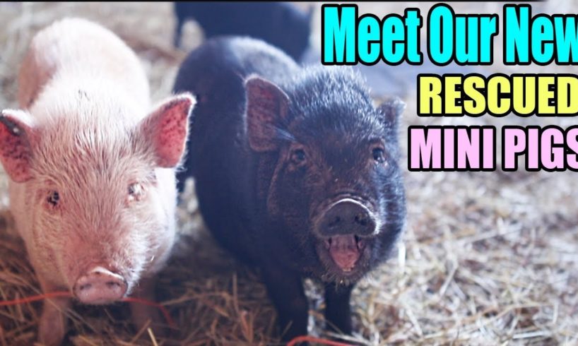 Meet Our New Rescued Mini Pigs! RESCUED FROM AUCTION *SO CUTE*
