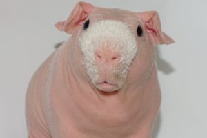 Meet The Bald And Beautiful Skinny Pig | CUTE AS FLUFF