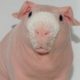 Meet The Bald And Beautiful Skinny Pig | CUTE AS FLUFF