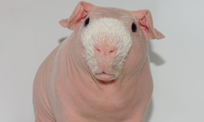 Meet The Bald And Beautiful Skinny Pig | CUTE AS FLUFF