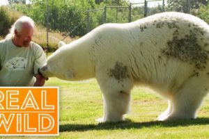 Meet The Polar Bear That Purrs For Her Human! | Real Wild