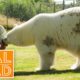Meet The Polar Bear That Purrs For Her Human! | Real Wild