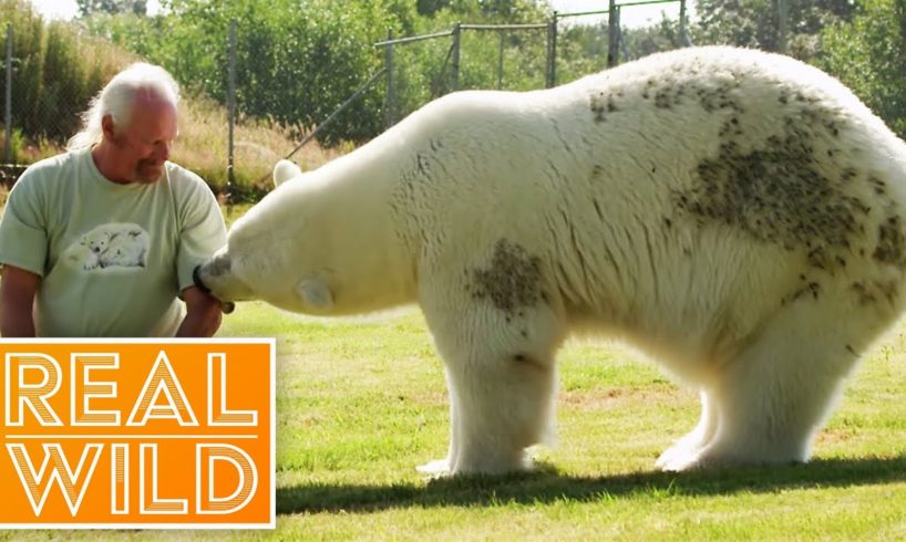 Meet The Polar Bear That Purrs For Her Human! | Real Wild