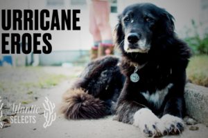 Millions of Animals Die in Hurricanes. These Heroes Risk Their Lives to Rescue Them.