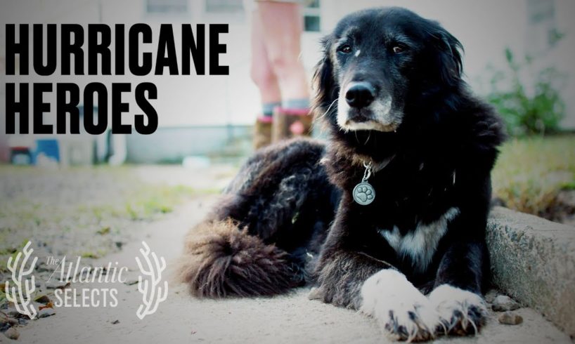 Millions of Animals Die in Hurricanes. These Heroes Risk Their Lives to Rescue Them.