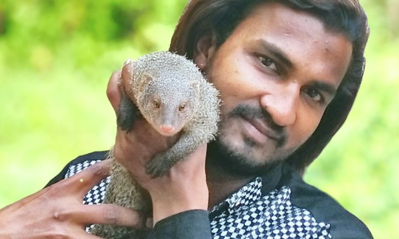 Mongoose animal playing with me.. Sarpmitra Akash Jadhav सर्पमित्र आकाश जाधव