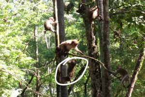 Monkey Animals Life - Monkey Playing On The Tree