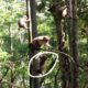 Monkey Animals Life - Monkey Playing On The Tree