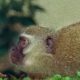 Monkey fight! | Cheeky Monkey | BBC Earth