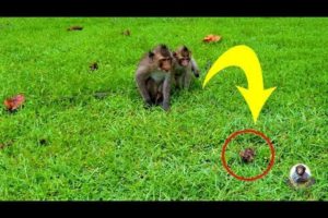 Monkeys scare crab, monkey playing with crab.( October 2, 2019 ) ||  Animals Video ||