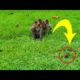 Monkeys scare crab, monkey playing with crab.( October 2, 2019 ) ||  Animals Video ||