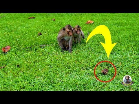 Monkeys scare crab, monkey playing with crab.( October 2, 2019 ) ||  Animals Video ||