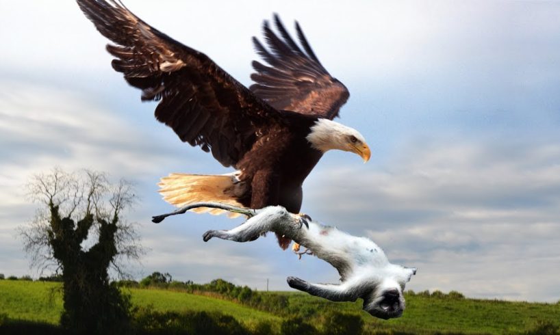 Most Amazing Moments Of Wild Animal Fights! Eagle Hunting MonkeyEagle Attacks