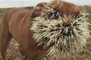 Most Amazing  Porcupine vs Leopard -  Leopard Attack Porcupine