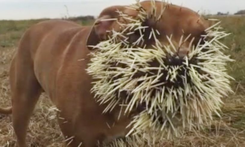 Most Amazing  Porcupine vs Leopard -  Leopard Attack Porcupine