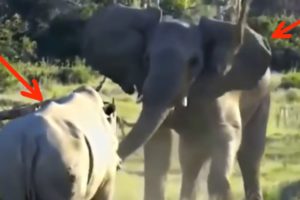 Most Amazing Wild Animal Attacks #1 -CRAZIEST Animal Fights- Elephant vs Lions, Elephant vs Elephant
