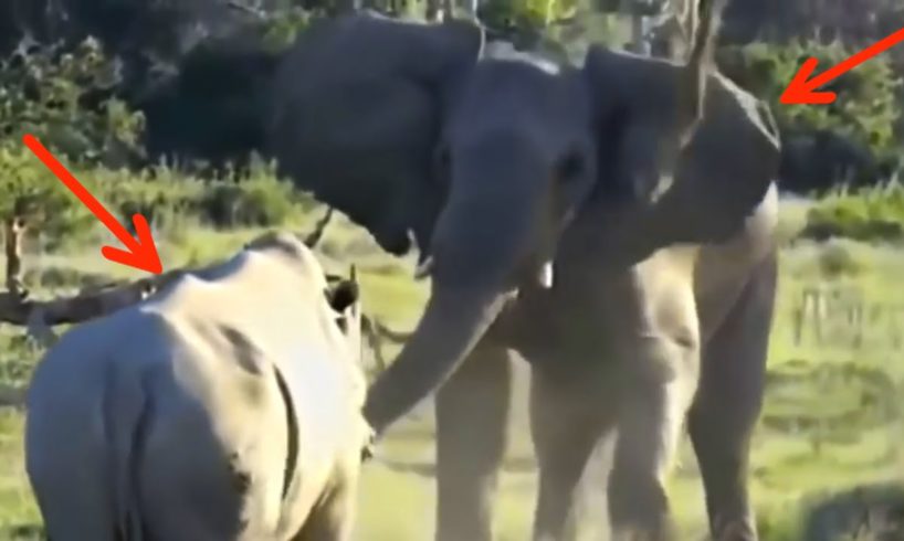 Most Amazing Wild Animal Attacks #1 -CRAZIEST Animal Fights- Elephant vs Lions, Elephant vs Elephant