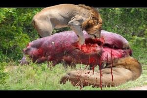 Most Amazing Wild Animal Attacks #7 - CRAZIEST Animal Fights