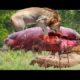 Most Amazing Wild Animal Attacks #7 - CRAZIEST Animal Fights