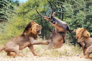 Most Brutal Moments of Wild Animal Fights Caught on Camera!!!