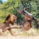 Most Brutal Moments of Wild Animal Fights Caught on Camera!!!