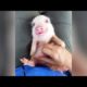 Most HILARIOUS & CUTE BABY ANIMALS! - It's TIME FOR YOU to LAUGH!