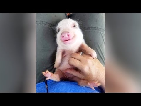 Most HILARIOUS & CUTE BABY ANIMALS! - It's TIME FOR YOU to LAUGH!