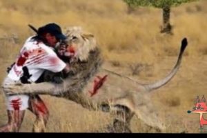 Most amazing wildlife attacks on humans and animals