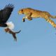 Mother Cheetah Save His Baby Fail and Hunting Eagle To Revenge