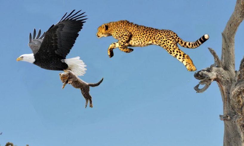 Mother Cheetah Save His Baby Fail and Hunting Eagle To Revenge