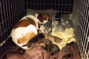 Mother Dog Fostering Kittens