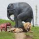 Mother Elephant rescue her baby from Lion - Leopard vs Hedgehog, Lion vs Zebra,Wildebeest...